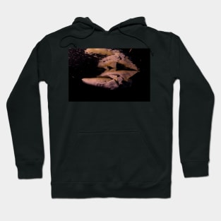 Nurse Sharks at Night dives Hoodie